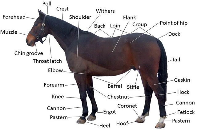 Our guide to measuring your horse